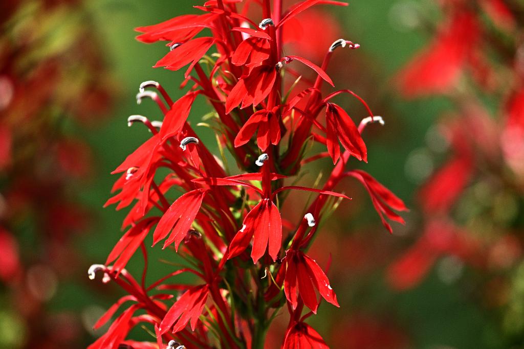 2025-08150114 Tower Hill Botanic Garden, MA.JPG - Cardinal FLower. New England Botanic Garden at Tower Hill, MA, 8-15-2025